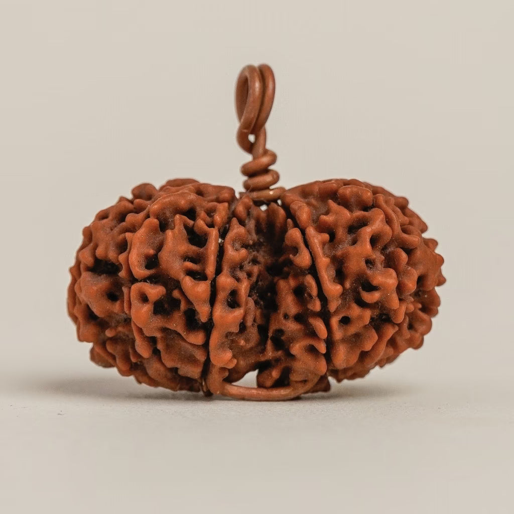 Isha Gauri-Shankar Rudraksha