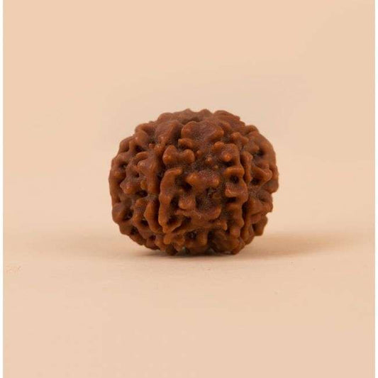 Authentic Isha Shanmukhi (six faced) Rudraksha Bead. Single bead for children below 14 years of age.