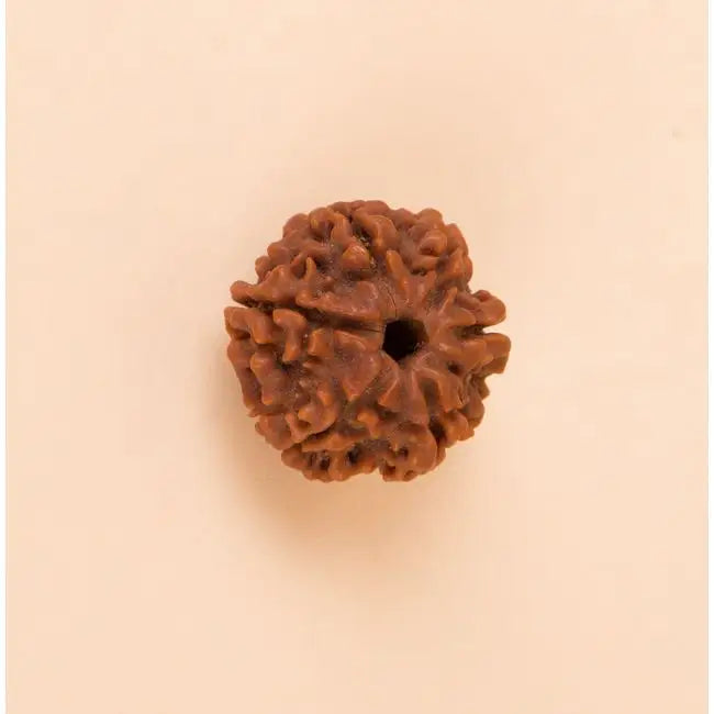 Authentic Isha Shanmukhi (six faced) Rudraksha Bead. Single bead for children below 14 years of age.