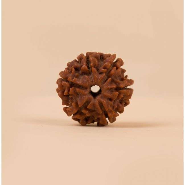 Authentic Isha Shanmukhi (six faced) Rudraksha Bead. Single bead for children below 14 years of age.