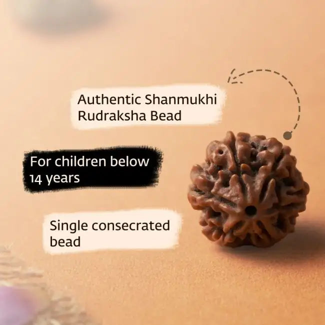 Authentic Isha Shanmukhi (six faced) Rudraksha Bead. Single bead for children below 14 years of age.