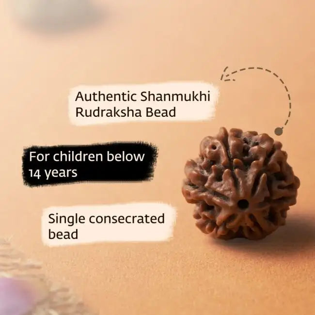 Shanmukhi Rudraksha Bead for Children (Six Faced)