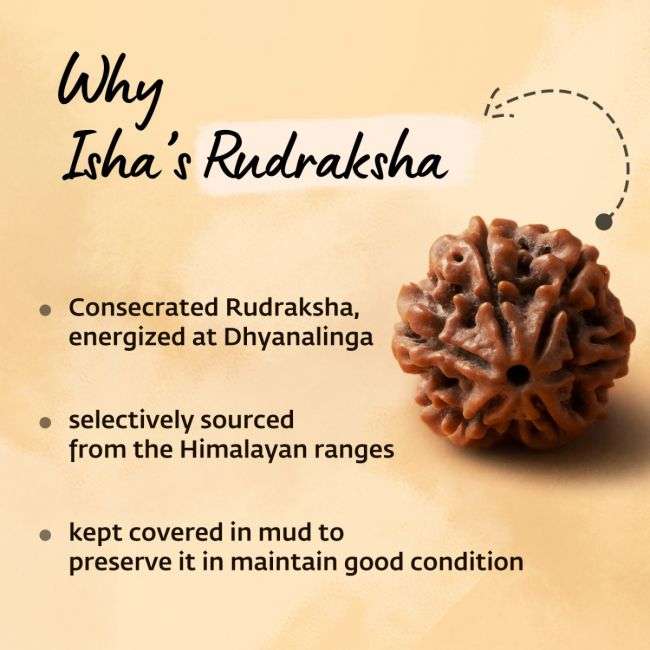 Authentic Isha Shanmukhi (six faced) Rudraksha Bead. Single bead for children below 14 years of age.