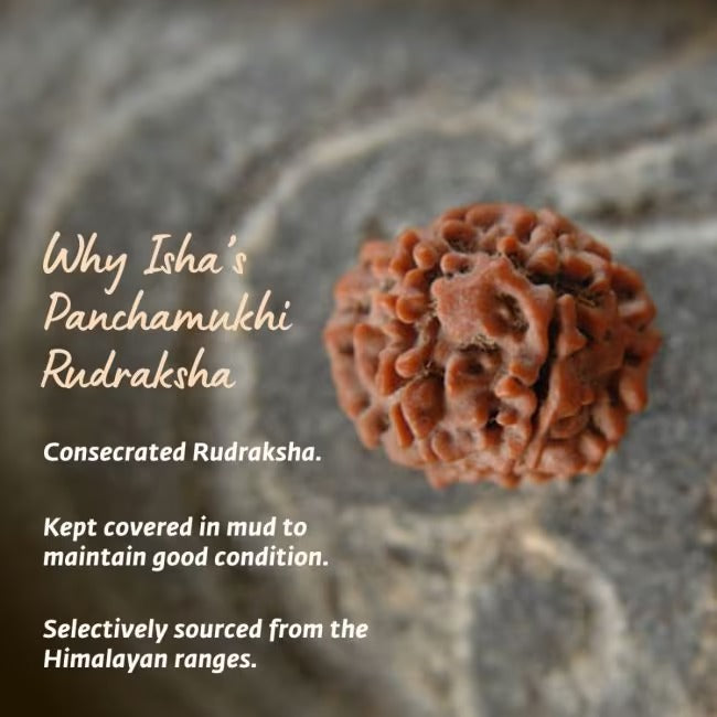 Adiyogi Rudraksha with copper chain. Panchamukhi (five faced) Rudraksha bead