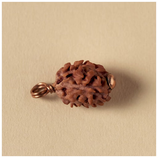 Authentic Isha Dwimukhi Rudraksha bead, 2 Faced