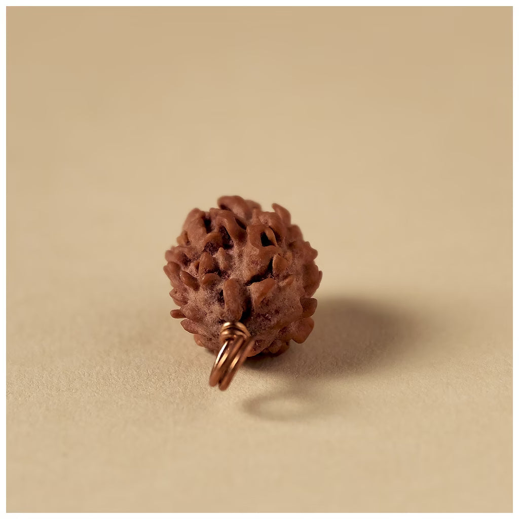 Authentic Isha Dwimukhi Rudraksha bead, 2 Faced