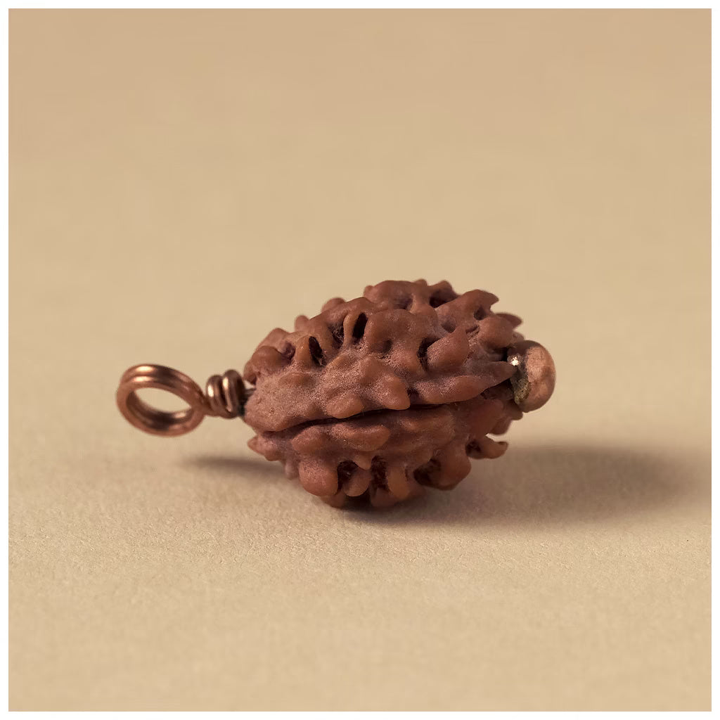 Authentic Isha Dwimukhi Rudraksha bead, 2 Faced