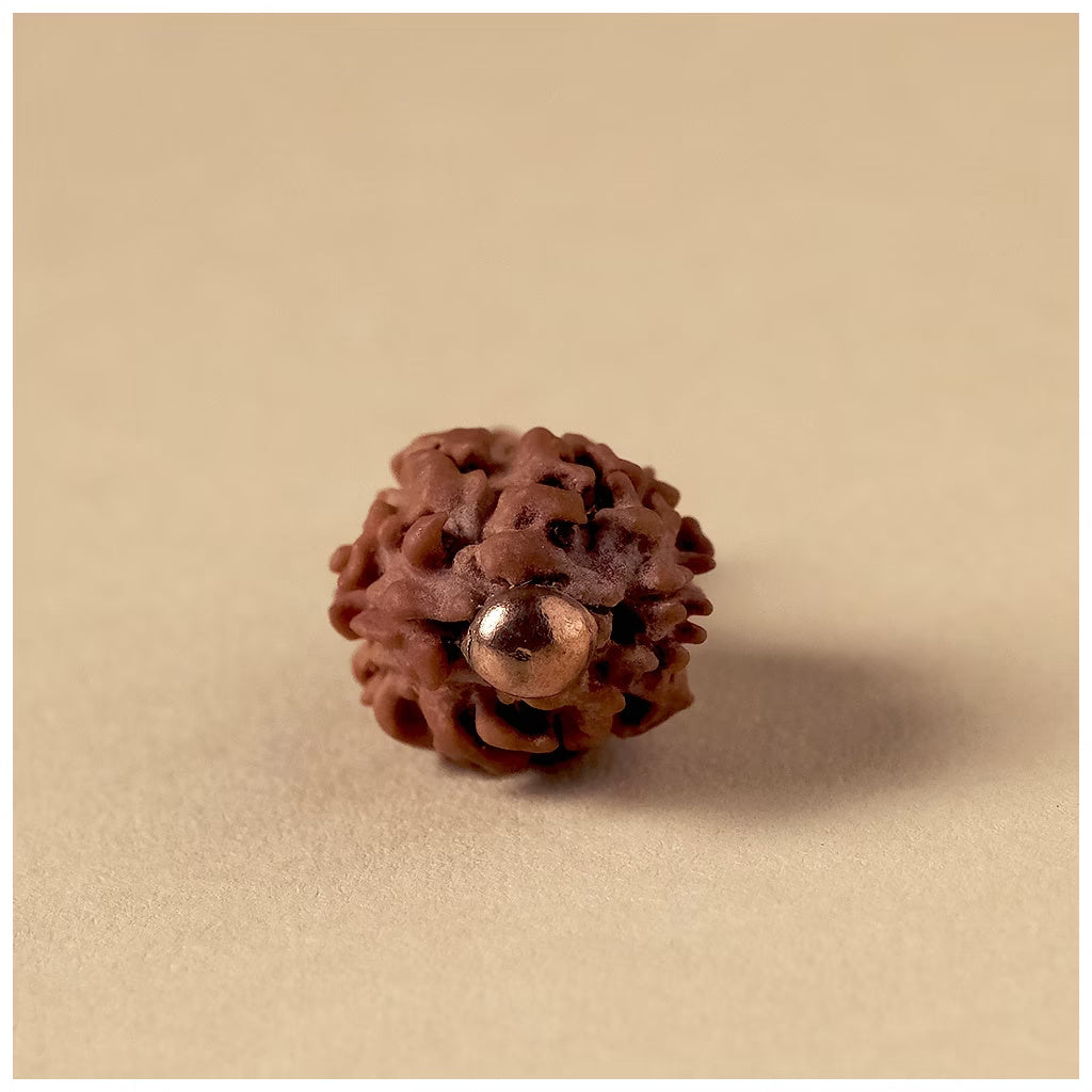 Authentic Isha Dwimukhi Rudraksha bead, 2 Faced