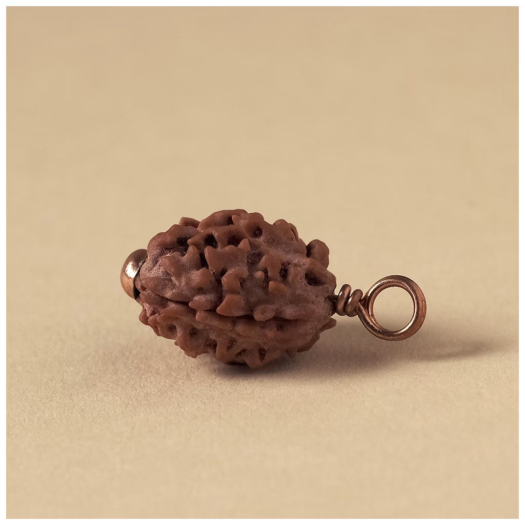 Authentic Isha Dwimukhi Rudraksha bead, 2 Faced